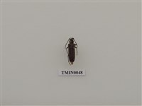 藏品(緬甸銹胸天牛)的圖片